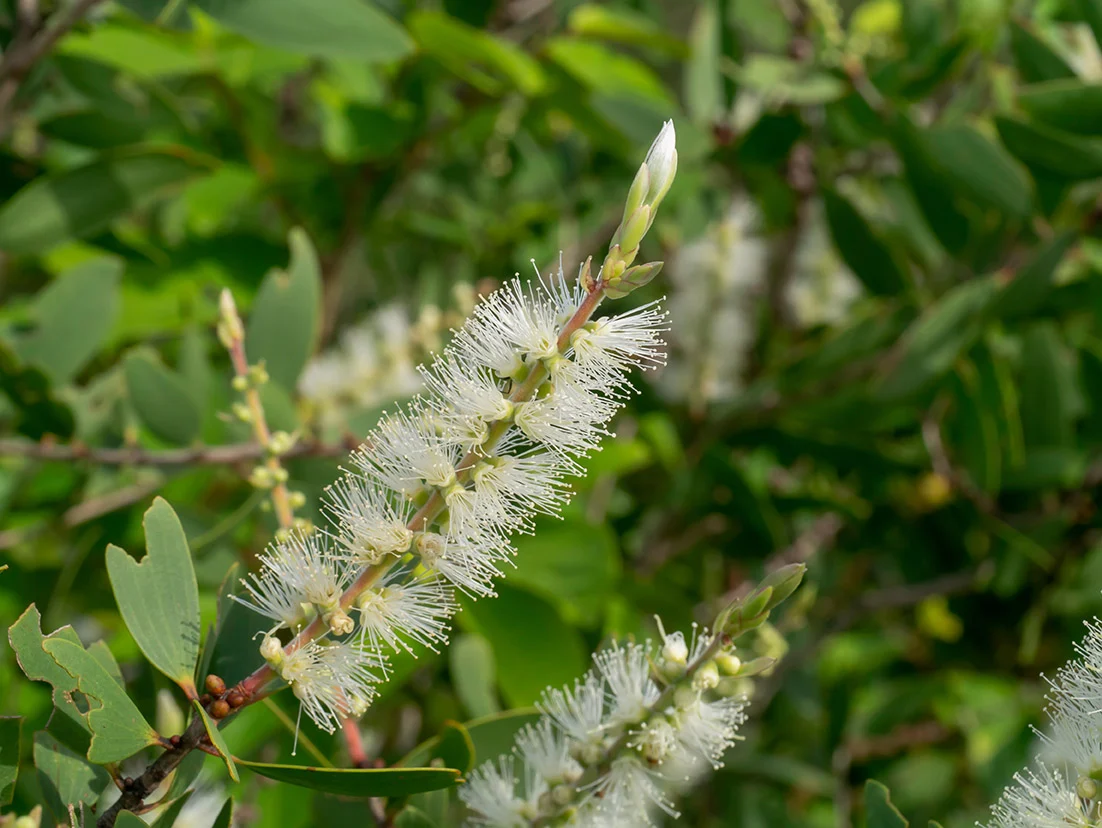 Huile essentielle de Niaouli