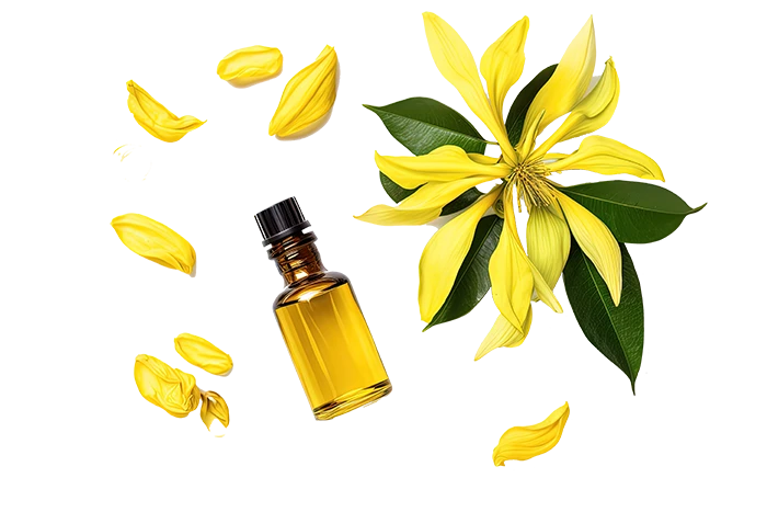 Huile essentielle Ylang Ylang