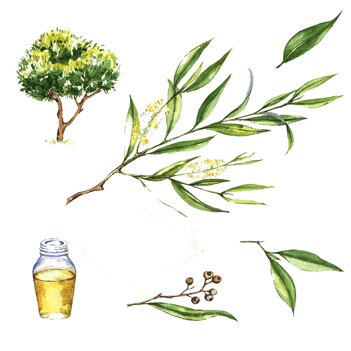 Huile essentielle de tea tree