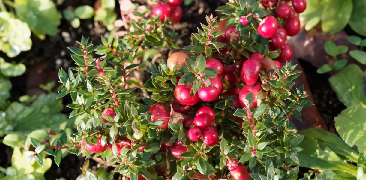 Huile essentielle de gaulthérie