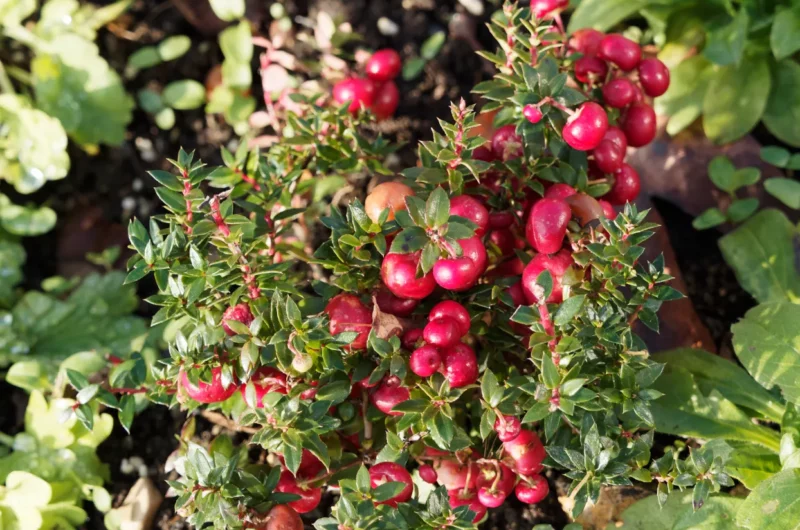 Huile essentielle de gaulthérie