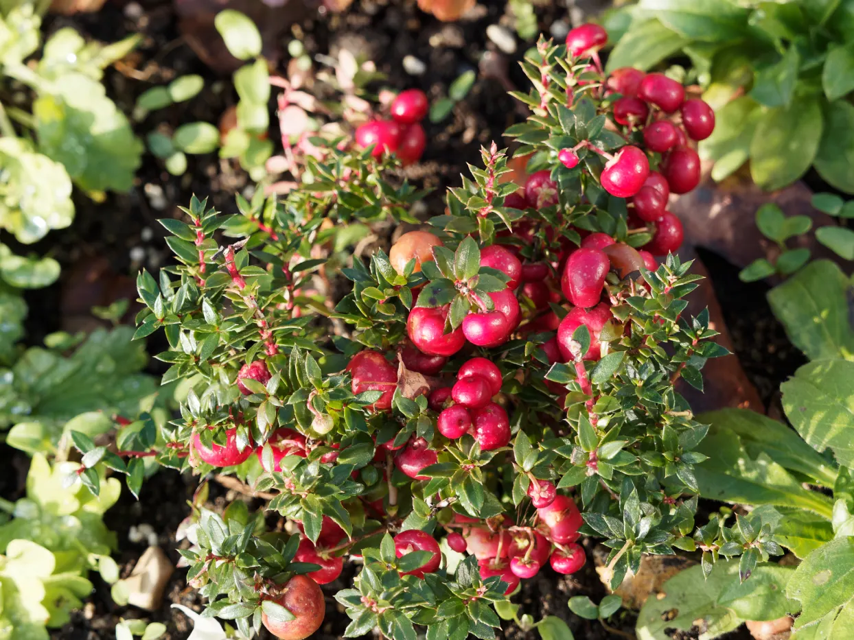 Huile essentielle de gaulthérie