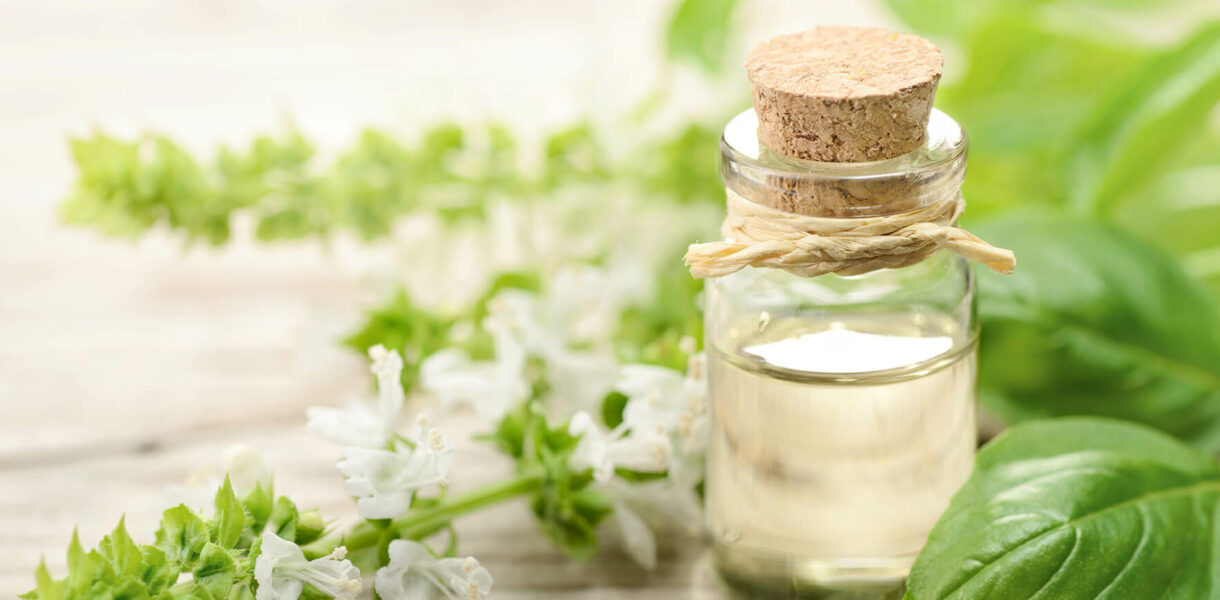 Huile essentielle basilic sacré