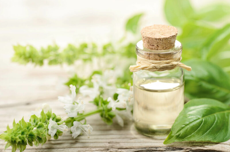 Huile essentielle basilic sacré