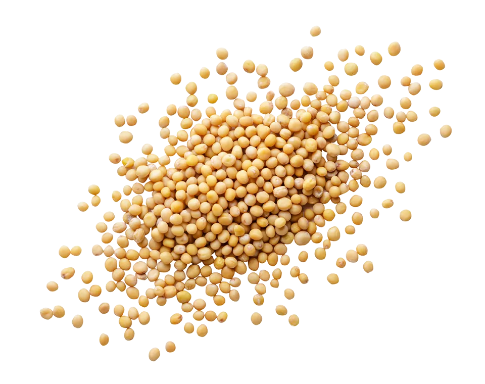 Huile végétale de moutarde