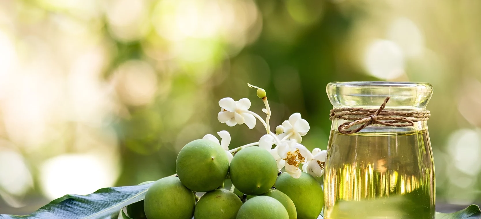 Huile végétale de Calophylle
