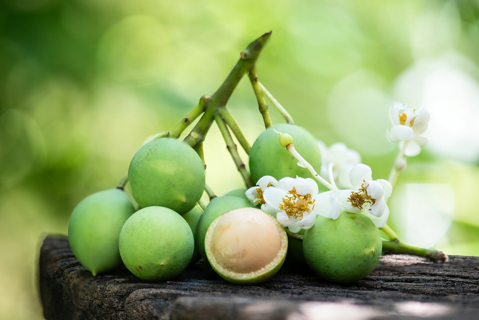 Huile végétale de Calophylle