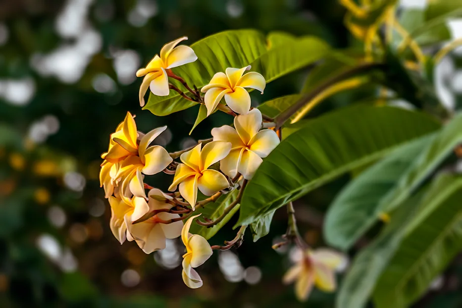 Huile de monoï pour le massage Holistic Mahana à Thuin près de Charleroi