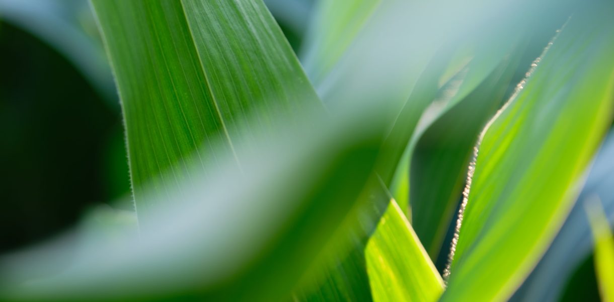 Huile essentielle de palmarosa (Cymbopogon martini) — feuilles de palmarosa, Bullez à Thuin près de Charleroi