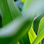 Huile essentielle de palmarosa (Cymbopogon martini) — feuilles de palmarosa, Bullez à Thuin près de Charleroi