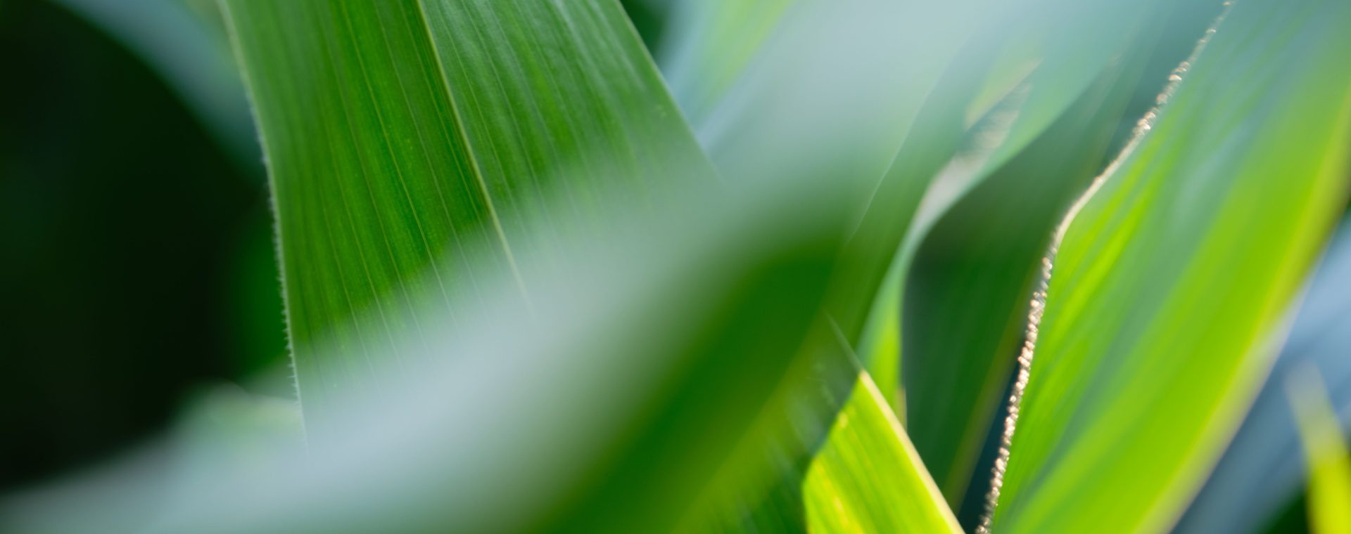 Huile essentielle de palmarosa (Cymbopogon martini) — feuilles de palmarosa, Bullez à Thuin près de Charleroi