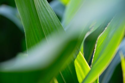 Huile essentielle de palmarosa (Cymbopogon martini) — feuilles de palmarosa, Bullez à Thuin près de Charleroi