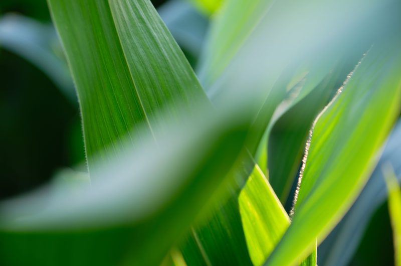 Huile essentielle de palmarosa (Cymbopogon martini) — feuilles de palmarosa, Bullez à Thuin près de Charleroi