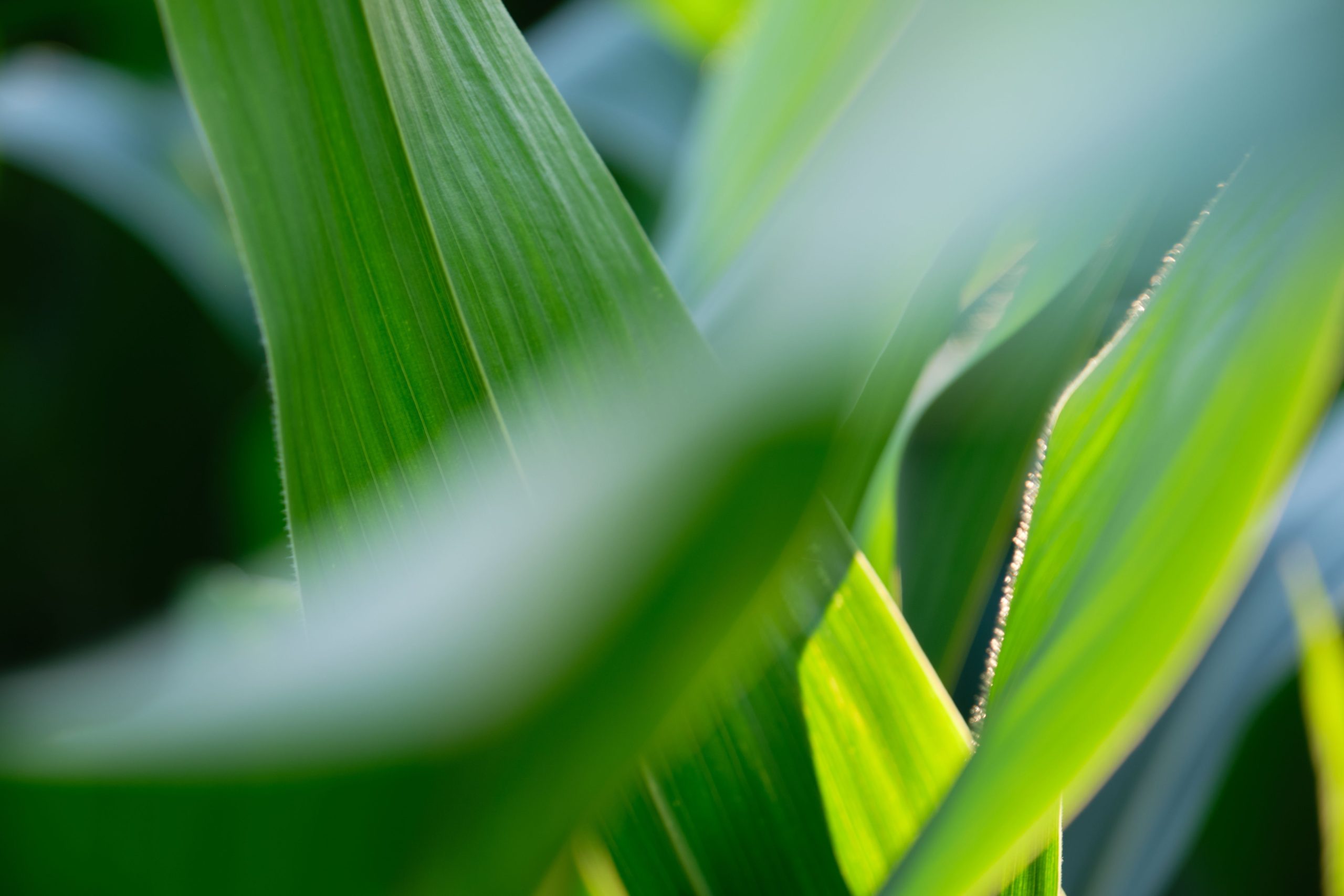 Huile essentielle de palmarosa (Cymbopogon martini) — feuilles de palmarosa, Bullez à Thuin près de Charleroi