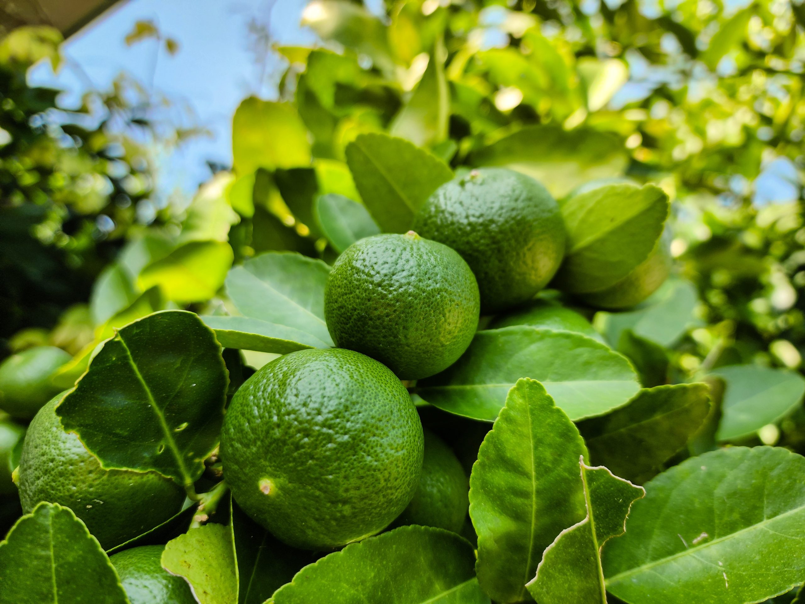 Huile essentielle de citron vert (Citrus aurantiifolia) — limes fraîches, Bullez Thuin Charleroi
