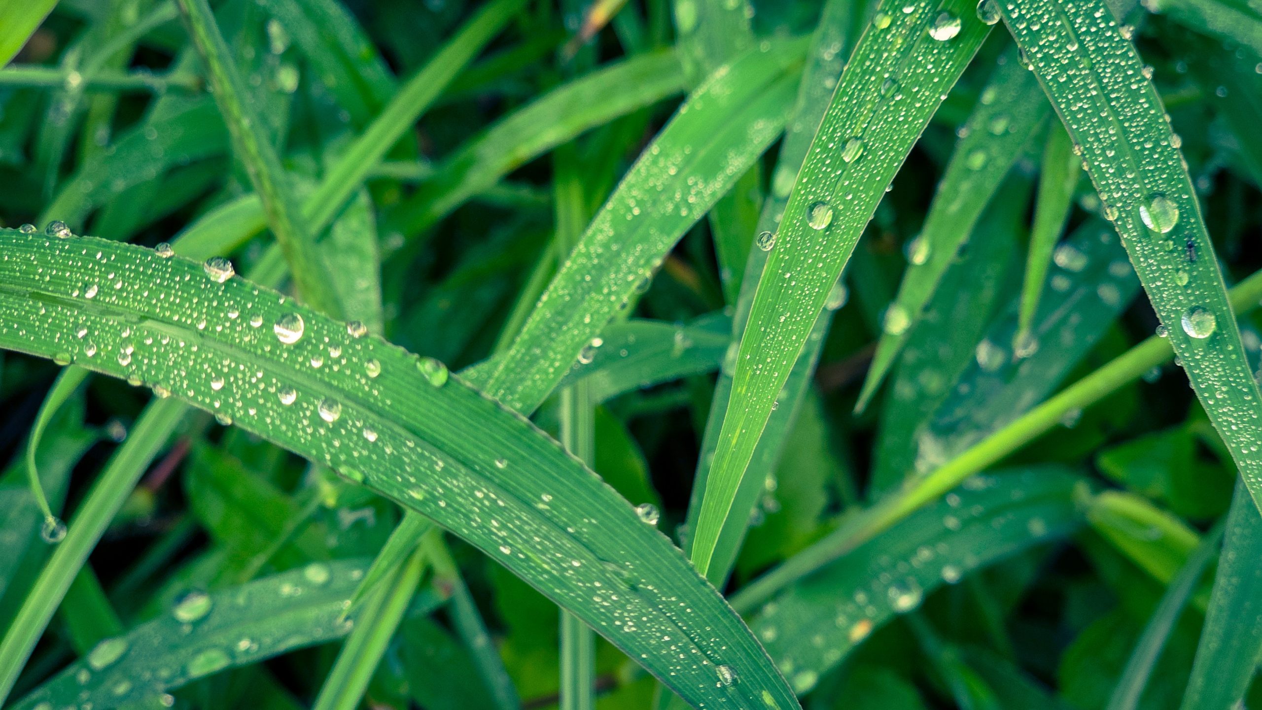 Huile essentielle de palmarosa en massage — rosée sur l'herbe à palmarosa, bien-être Bullez à Thuin