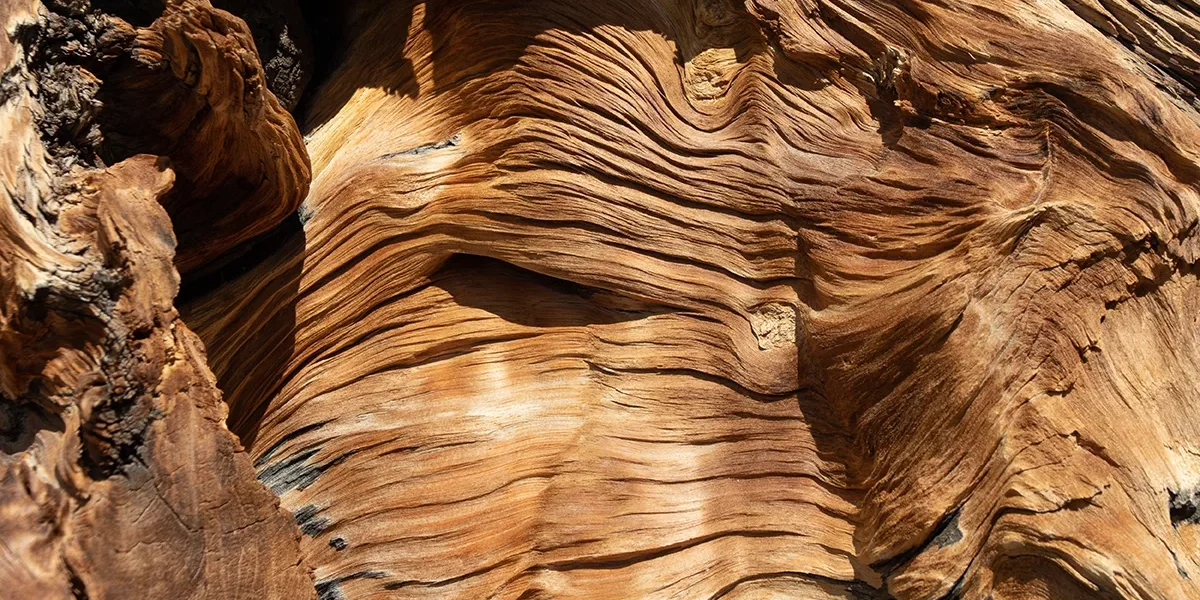 Huile essentielle de bois de santal — Bullez, Thuin près de Charleroi