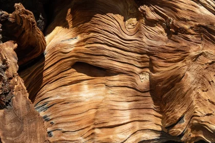 Huile essentielle de bois de santal — Bullez, Thuin près de Charleroi