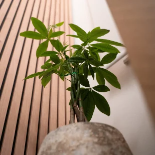 Pièce de massage zen et pro à Thuin